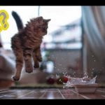 ¿Por qué a los gatos les da miedo el agua? 1